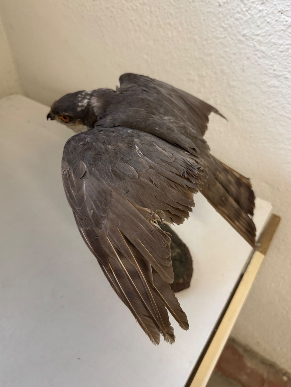 Welt der Tiere: Präparat Sperber / Accipiter nisus – Gebraucht aus zürich von goldklumpen 4