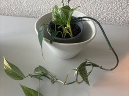 4 Zimmerpflanze Epipremnum Aureum im Topf, lnkl. Übertopf