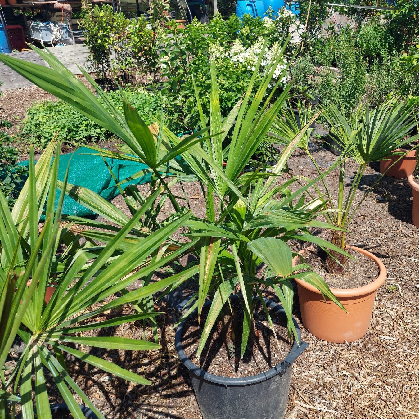 Piante & sementi: Trachycarpus fortunai – Usato da Honau venduto da Blazer1 1
