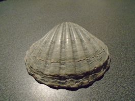 Muschel grau/weiss Töne