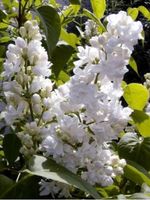 LILAS BLANC (Syringa Vulgaris) 2 PLANTS