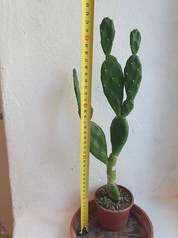 Piante & sementi: Kaktus 40cm – Usato da Olten venduto da stritten 1