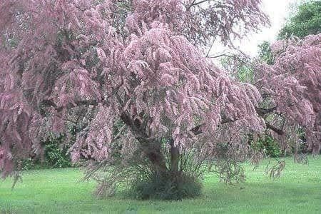 Piante & sementi: TAMARIS de Printemps 20-25cm 2x – Nuovo (secondo la descrizione) da Bremblens venduto da FIBONACCI369