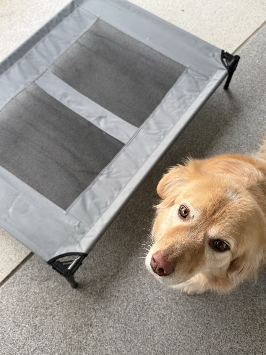 Liege- & Schlafplätze: Hunde Bett L - XL – Neu (gemäss Beschreibung) aus Schliern b. Köniz von jul_ly8x