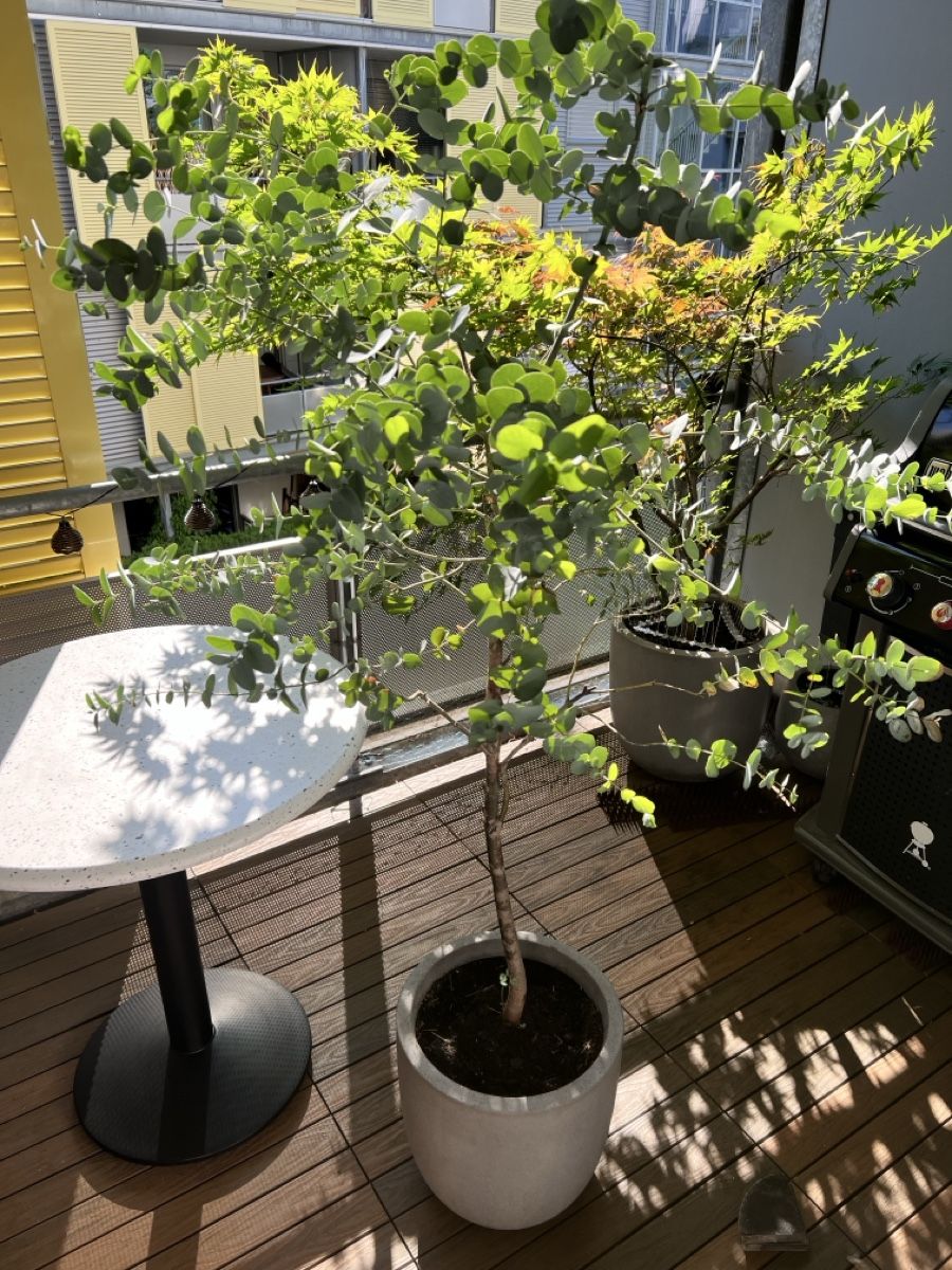 Piante & sementi: Eukalyptus Baum im Topf – Usato da Zürich venduto da Mariesieger 1