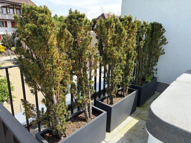 Piante & sementi: 6x Pflanzen mit 3x Topf – Usato da Lyss venduto da FuRo_
