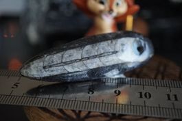 Orthoceras Anhänger 41   ab  1.-     Räumung
