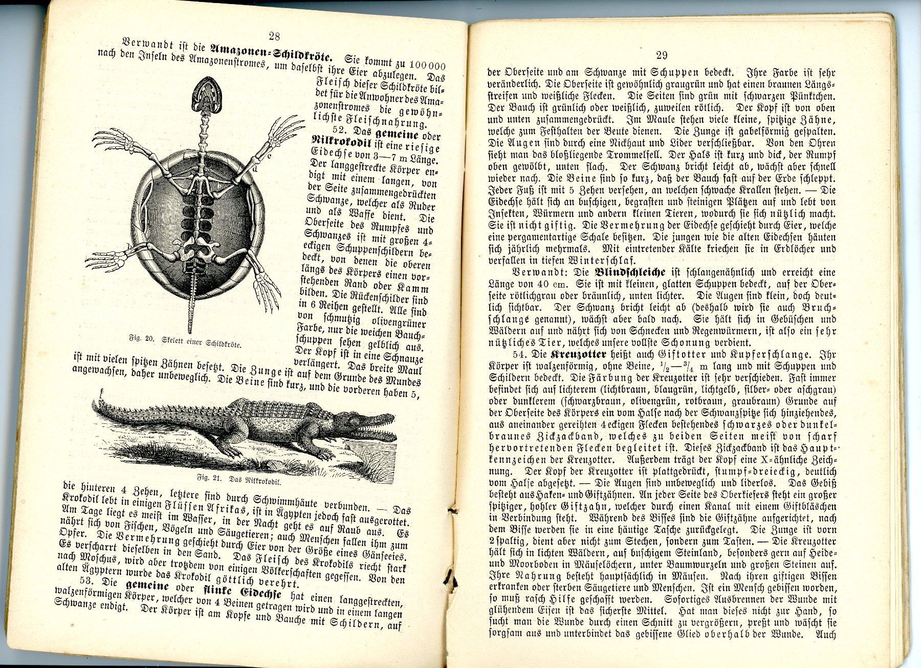 Libri: kleine Naturgeschichte 1895 - 60 S. – Usato da Einsiedeln venduto da otm_7s5v 1