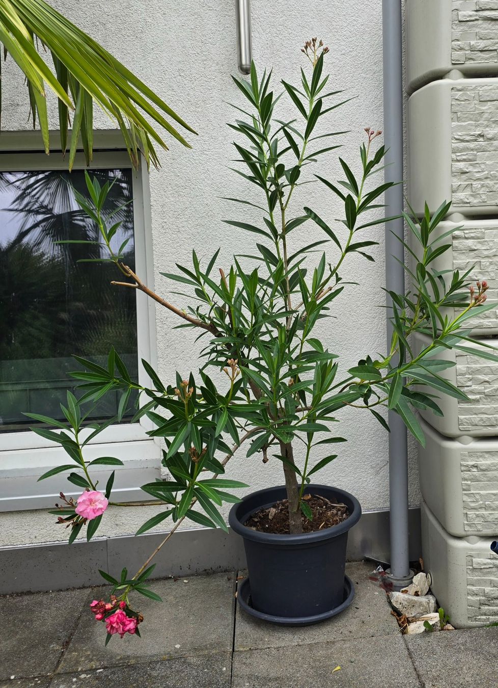 Piante & sementi: Schöne Oleander Pflanze Hochstamm – Usato da Aarburg venduto da popkorn65 1