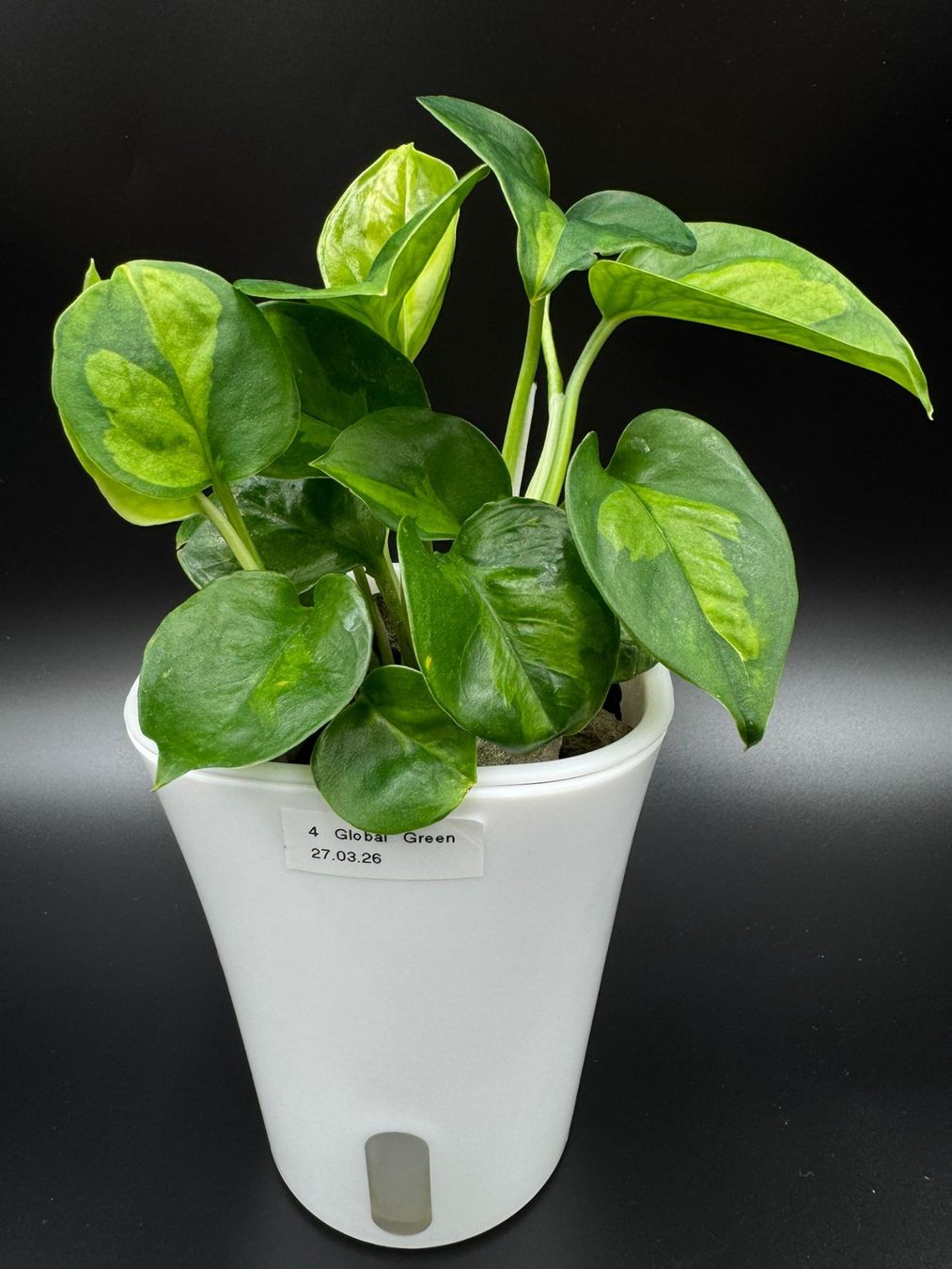 Piante & sementi: Epipremnum aureum 'Global Green' in Semihydro – Nuovo (secondo la descrizione) da Bühler venduto da googelibear 1