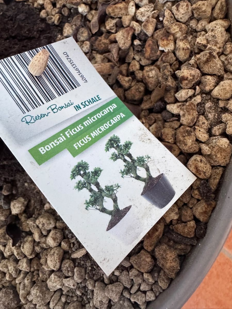 Piante & sementi: Ficus Ginseng Baum in Topf  – Usato da Entlebuch venduto da lar_p6sp 1