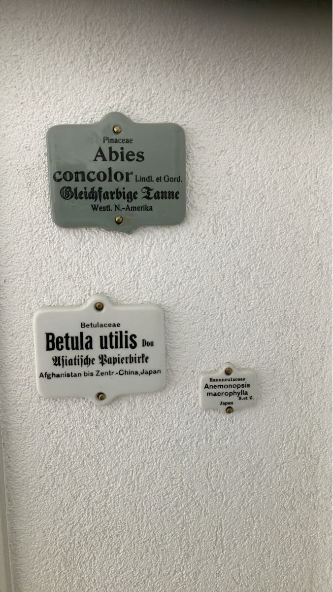 Piante & sementi: Schilder  Botanisch! – Usato da Bichwil venduto da Bac2 1