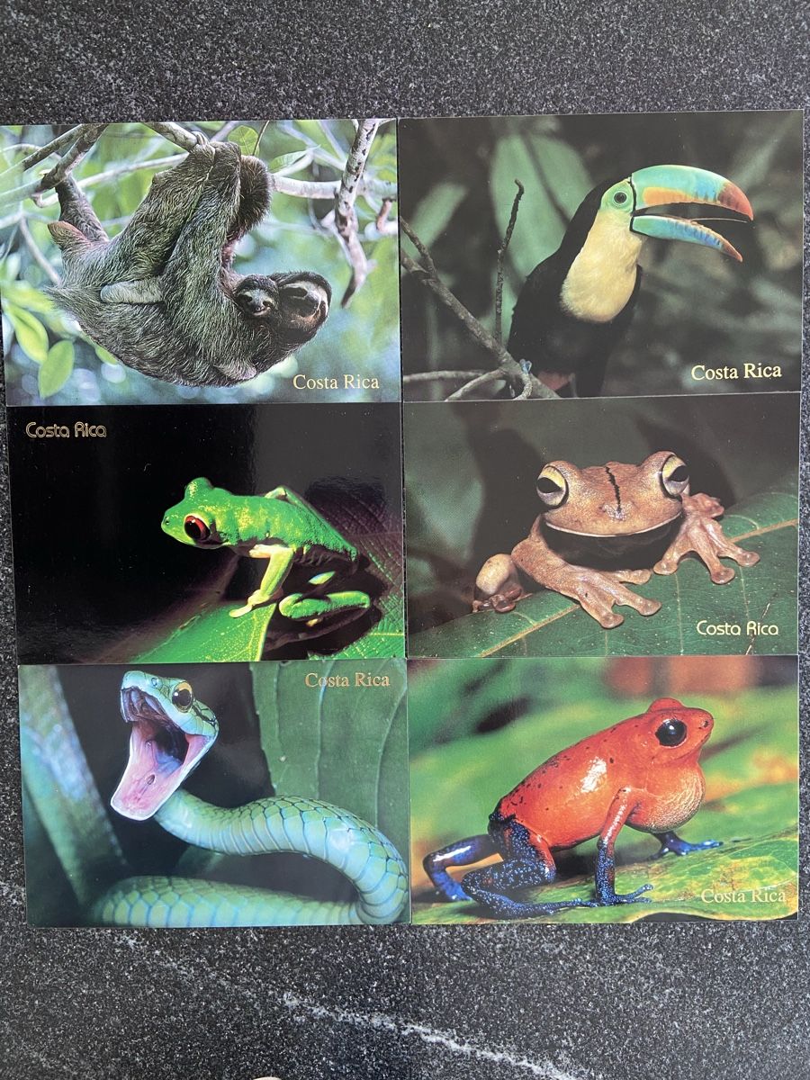 Ansichtskarten: 6 Postkarten Tiere Costa Rica – Neu (gemäss Beschreibung) aus Schwarzenburg von Aha016