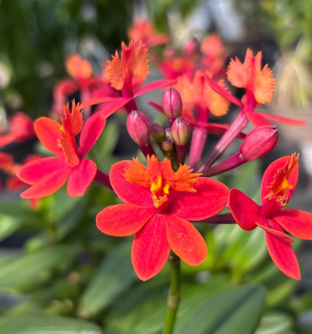 Piante & sementi: Orchidee Epidendrum Hybride – Usato da Jona venduto da Smurnaya 2