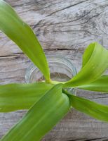 Splendida talea di Dracena fragrans: facile da coltivare!