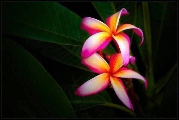 Piante & sementi: PLUMERIA FRANGIPANIER ! 10g – Nuovo (secondo la descrizione) da Bremblens venduto da FIBONACCI369