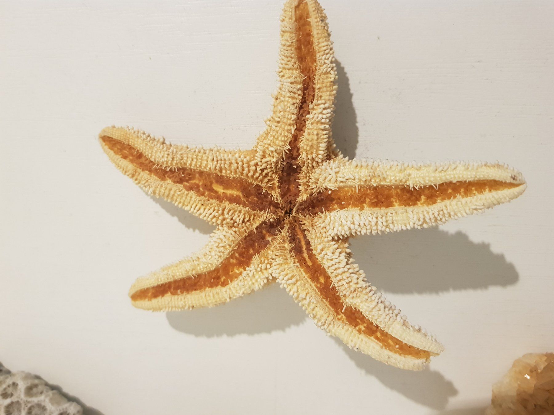Tutte le decorazioni: Dekorative Korallen, Seesterne – Usato da Münchenstein venduto da tsp01 1