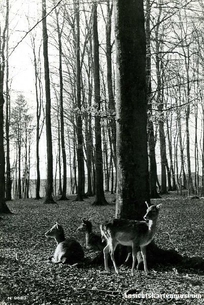 Cartoline postali: Bern - Dählhölzli Tierpark  c1950 – Usato da Emmenbrücke venduto da teestube