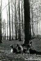 Bern - Dählhölzli Tierpark  c1950