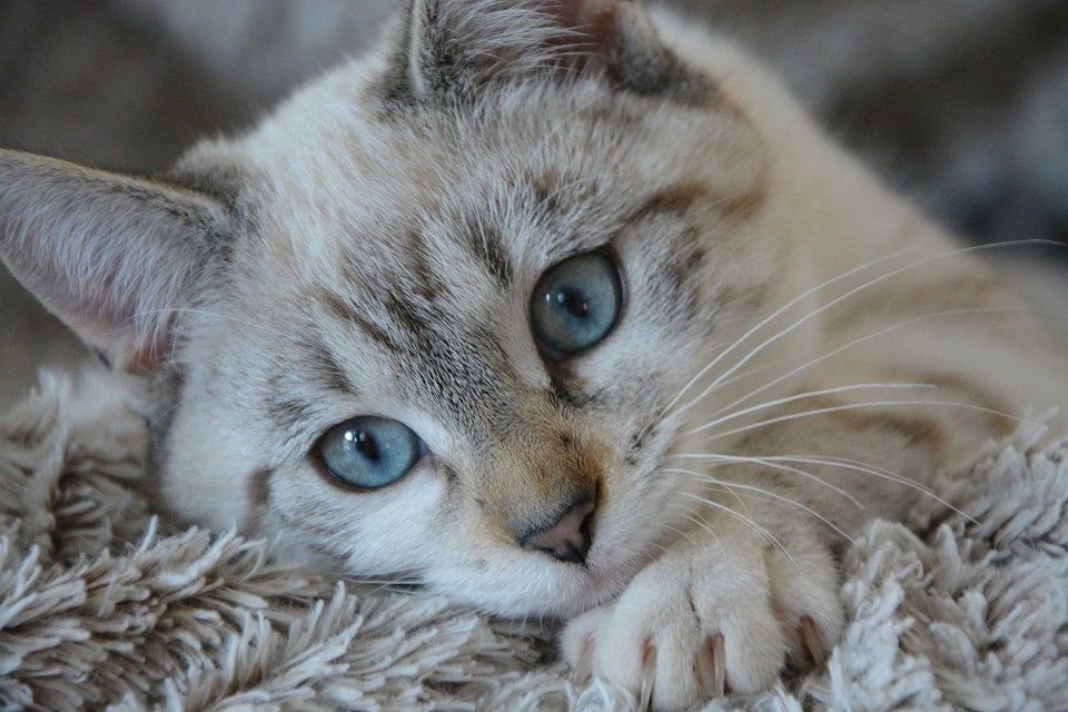 Tiragraffi: Katzenbaum mit flauschieger Liegefläche- ein Top Kratzbaum – Nuovo e nell'imballaggio originale da Kriens venduto da Voco 1