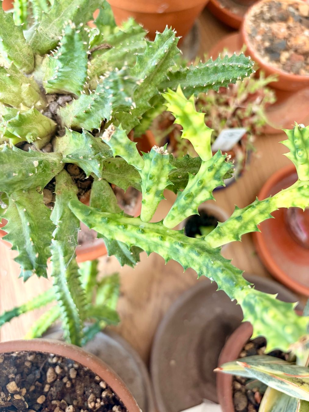 Piante & sementi: Huernia Zebrina Variegata – Usato da Kaiseraugst venduto da dka_b97z 2