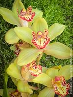 Cymbidium Fareguard - grünlich gelbe Orchidee die überrascht