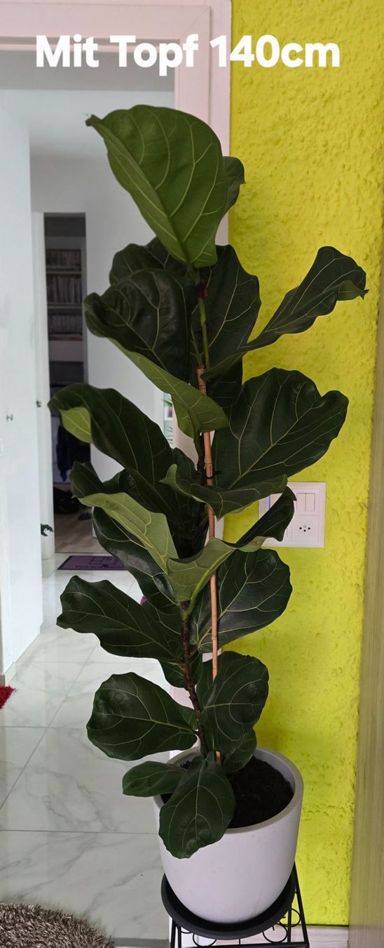 Plantes & graines: Geigenfeige der Sorte 'Bambino – Neuf (Voir description) à Aarburg par Glitzerzauber 3