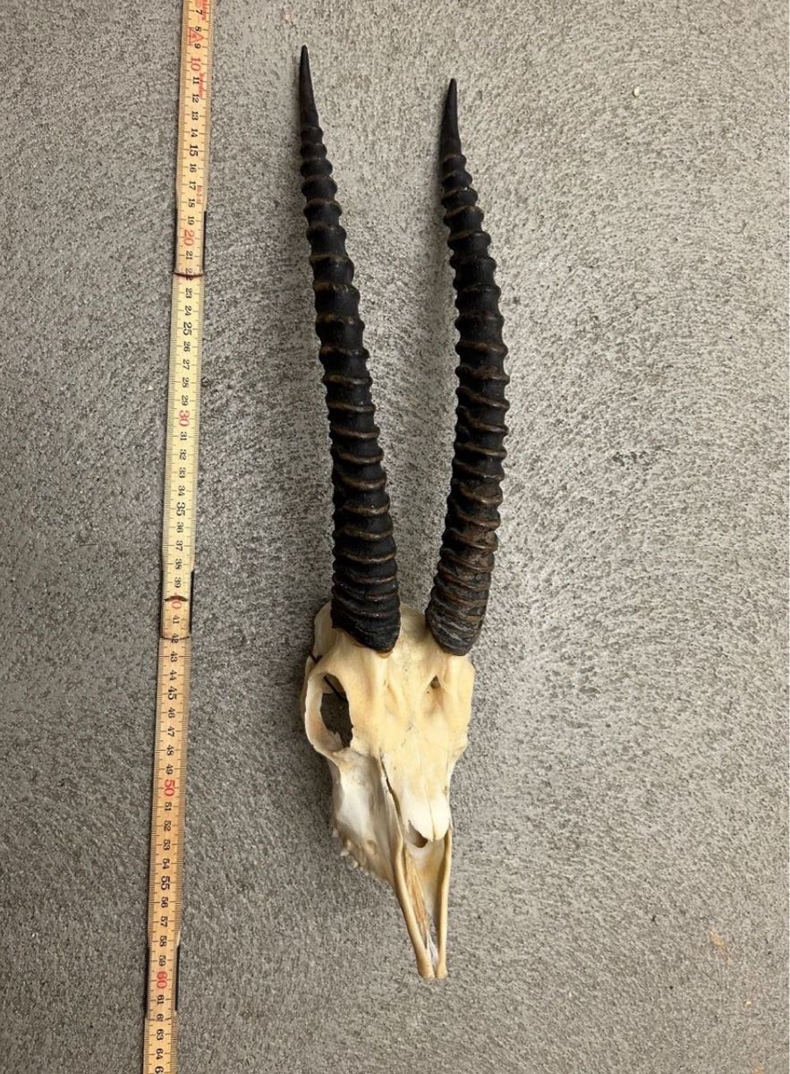 Monde des animaux: Thomson Gazelle - Afrika Jagdtrophäe Antilope – D'occasion à St. Gallen par Mit_Preisvorschlag