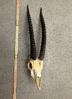 Thomson Gazelle - Afrika Jagdtrophäe Antilope