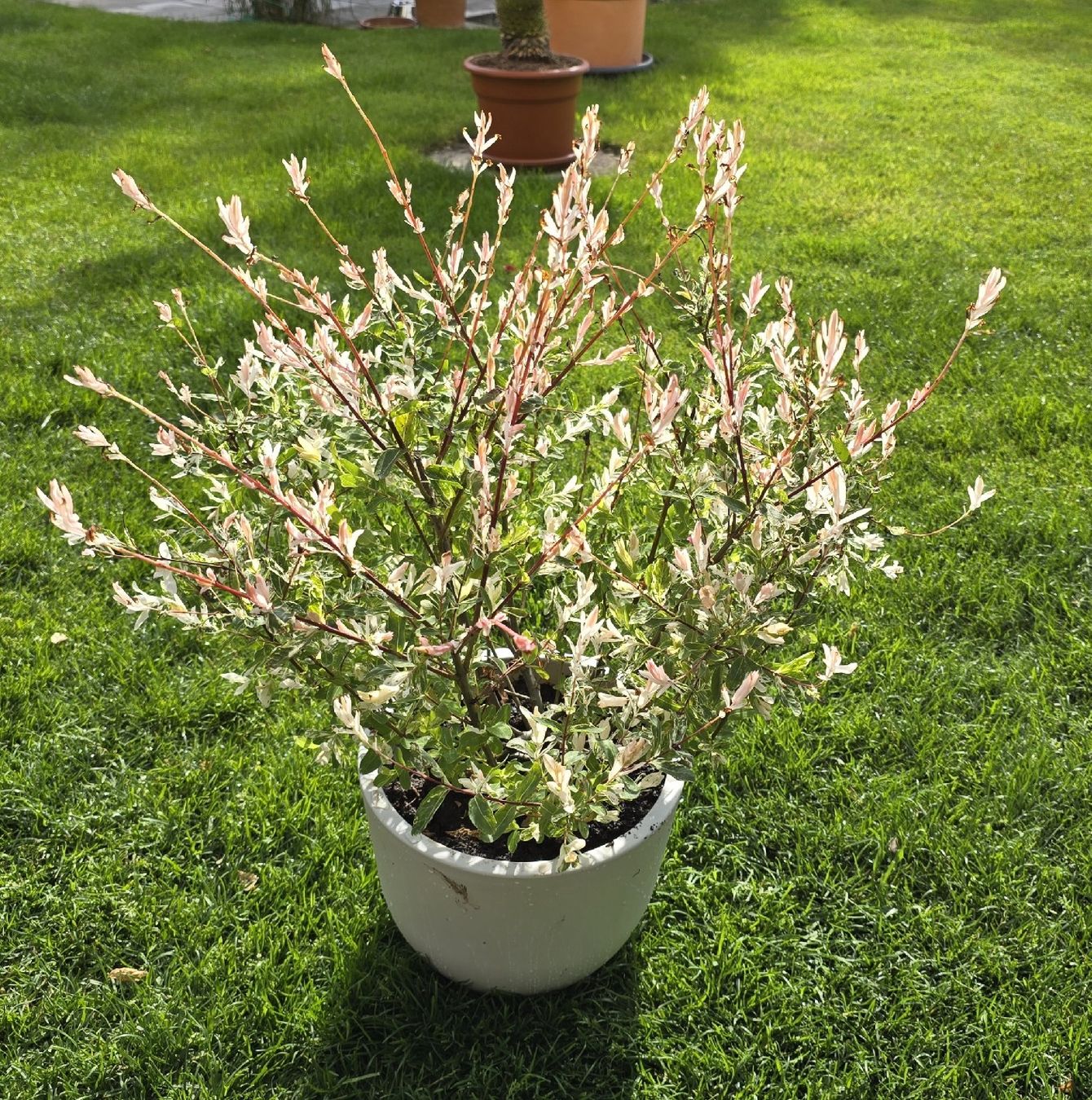 Pflanzen & Samen: Wunderschöne Salix integra Hakuro Nishiki – Neu (gemäss Beschreibung) aus Aarburg von popkorn65 2