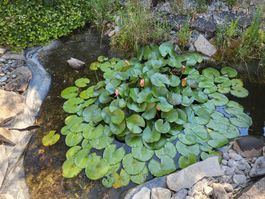 Nénuphar blanc pour bassin plantes aquatiques 3 plants