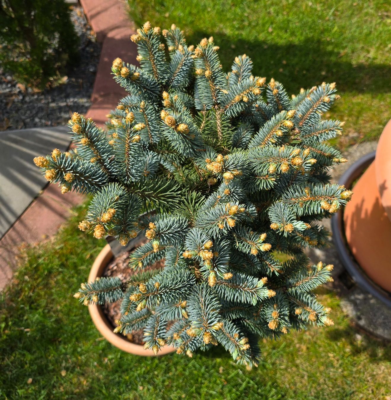 Piante & sementi: Picea pungens 'Glauca Globosa Stämmchen – Nuovo (secondo la descrizione) da Aarburg venduto da popkorn65 4