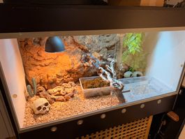 Terrarium mit magnetischer Rückwand, Wärme-Spot und UV Röhre