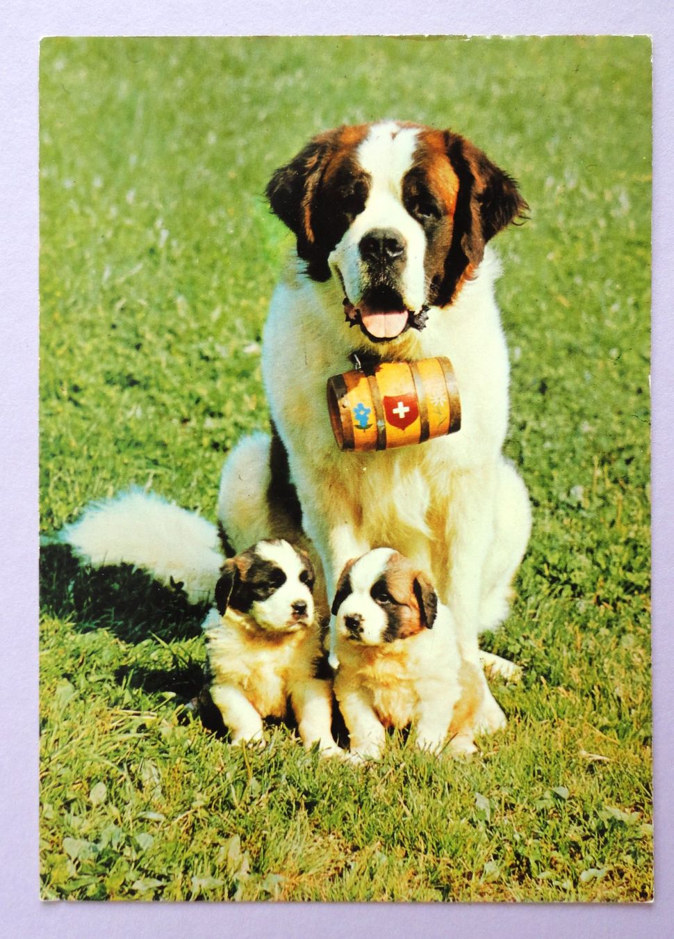 Cartoline postali: St. Bernard-Zwinger vom Säuliamt, Ottenbach – Difettoso da Fétigny venduto da Billy2miny