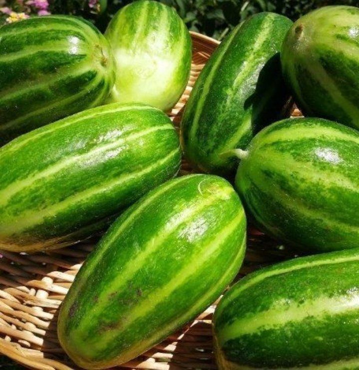 Piante & sementi: Ab 5.- fr 10 Samen CAROSELLO BARESE 5 SAMEN Concombre doux – Nuovo e nell'imballaggio originale da Rovio venduto da POSITIFFARTandPLANTS 1