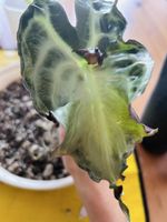 Alocasia Venom Rhizom
