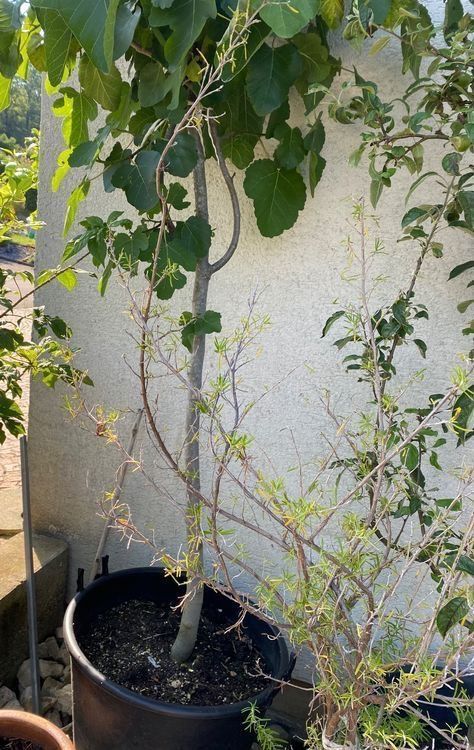 Piante & sementi: Feige Feigenbaum ficus Baum Blumen Pflanzen – Usato da Dottikon venduto da 6571 2