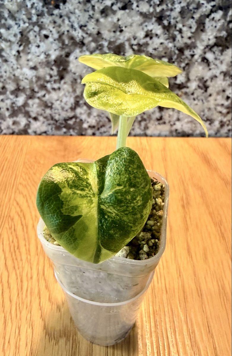 Pflanzen & Samen: Alocasia Melo Aurea – Gebraucht aus Kaiseraugst von dka_b97z 2