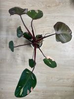 Philodendron Pink Princess – Large Established Plant 🌿🩷