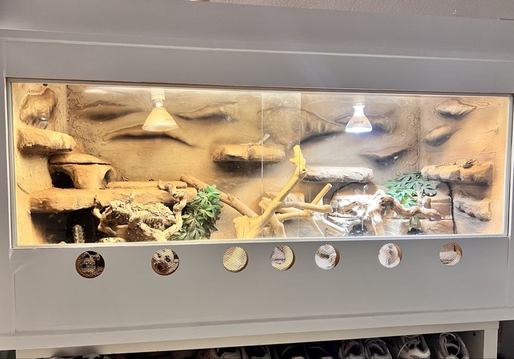 Ägyptische Dekorfliese Nr. 8, Löwe Terrarium Rückwand | Ägypten