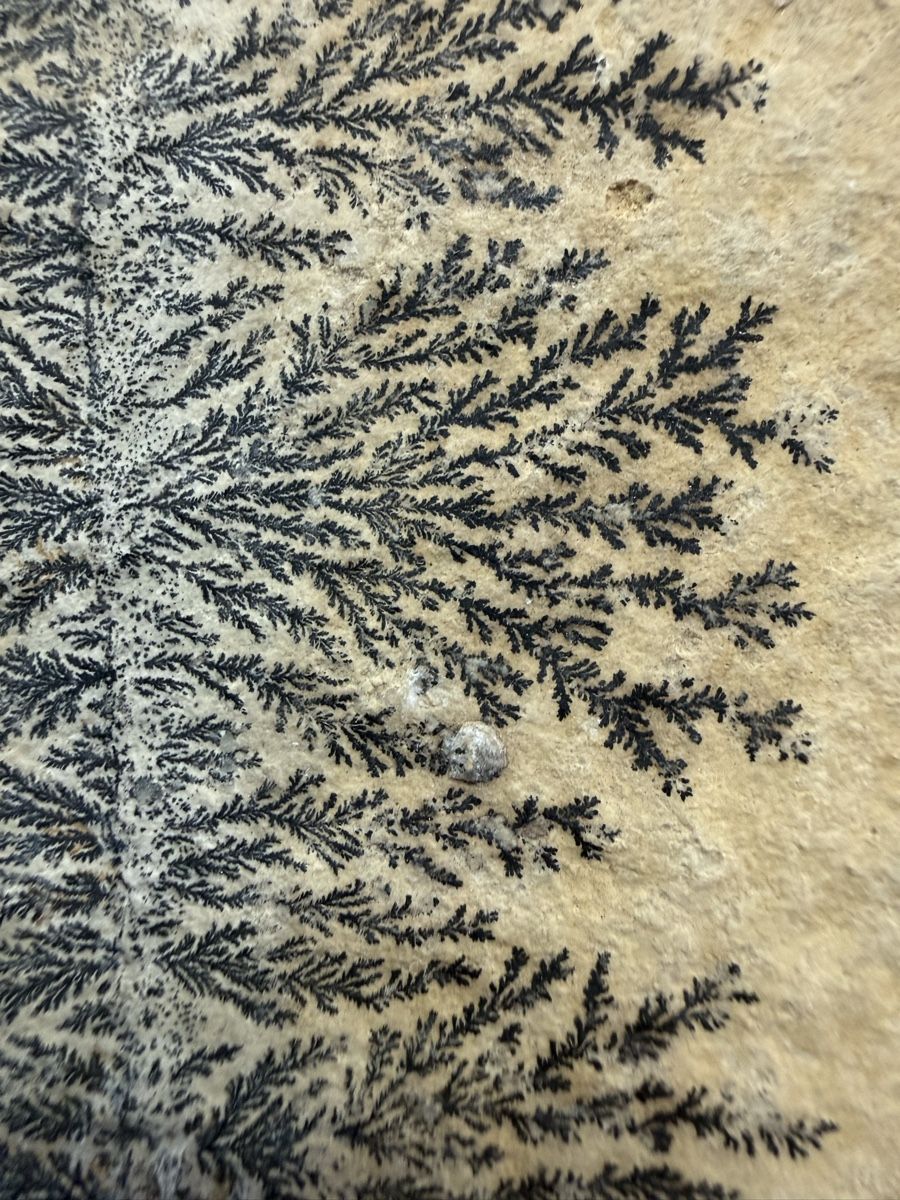 Minerali & Pietre curative: Manganoxid-Dendrit – Usato da Grenchen venduto da Bastet007 1