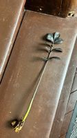 Zamioculcas Black Raven bewurzelter Ableger gross