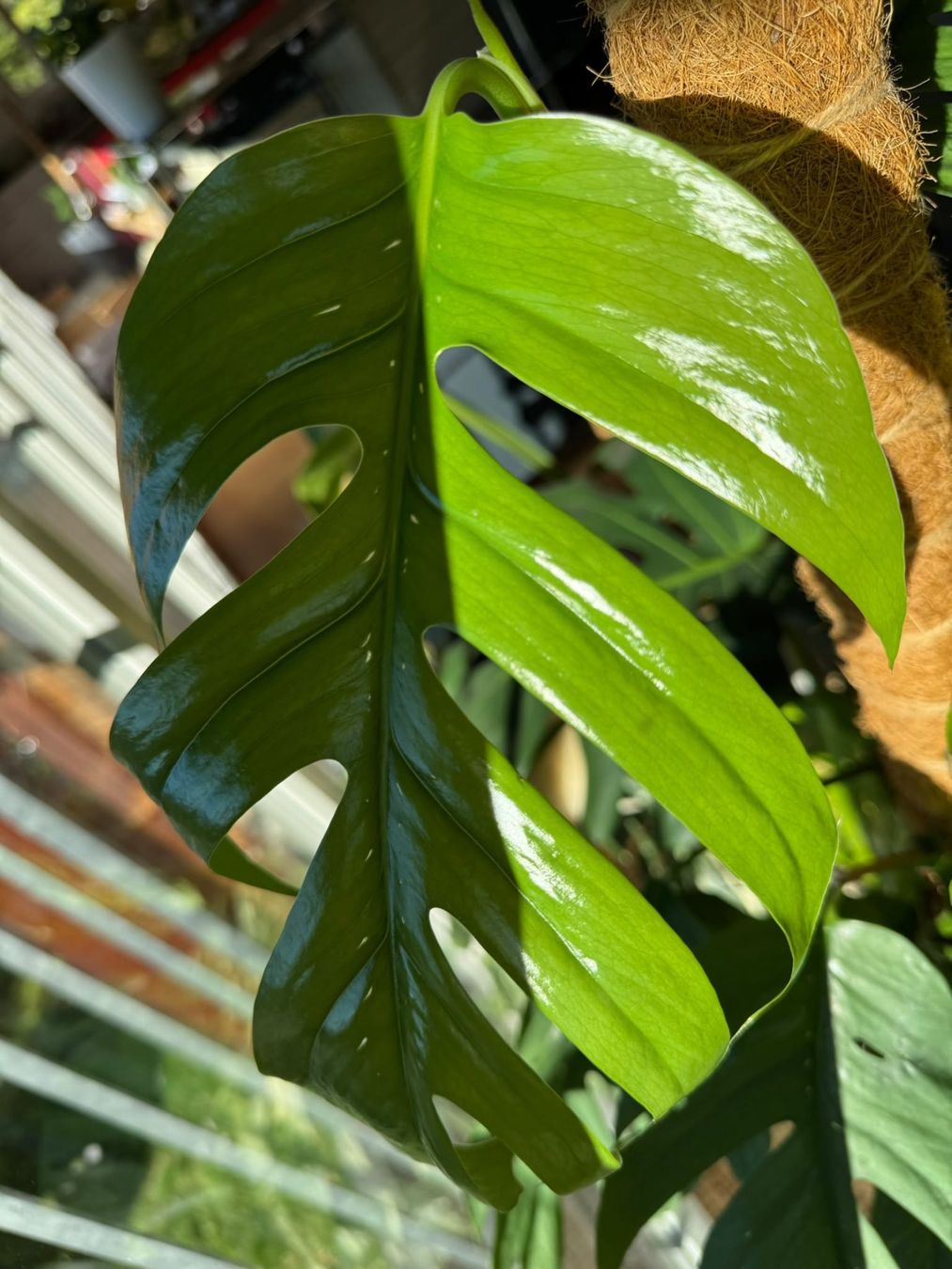Piante & sementi: Epipremnum pinnatum 'Cebu Blue' - Kopfsteckling – Nuovo (secondo la descrizione) da Bühler venduto da googelibear 1