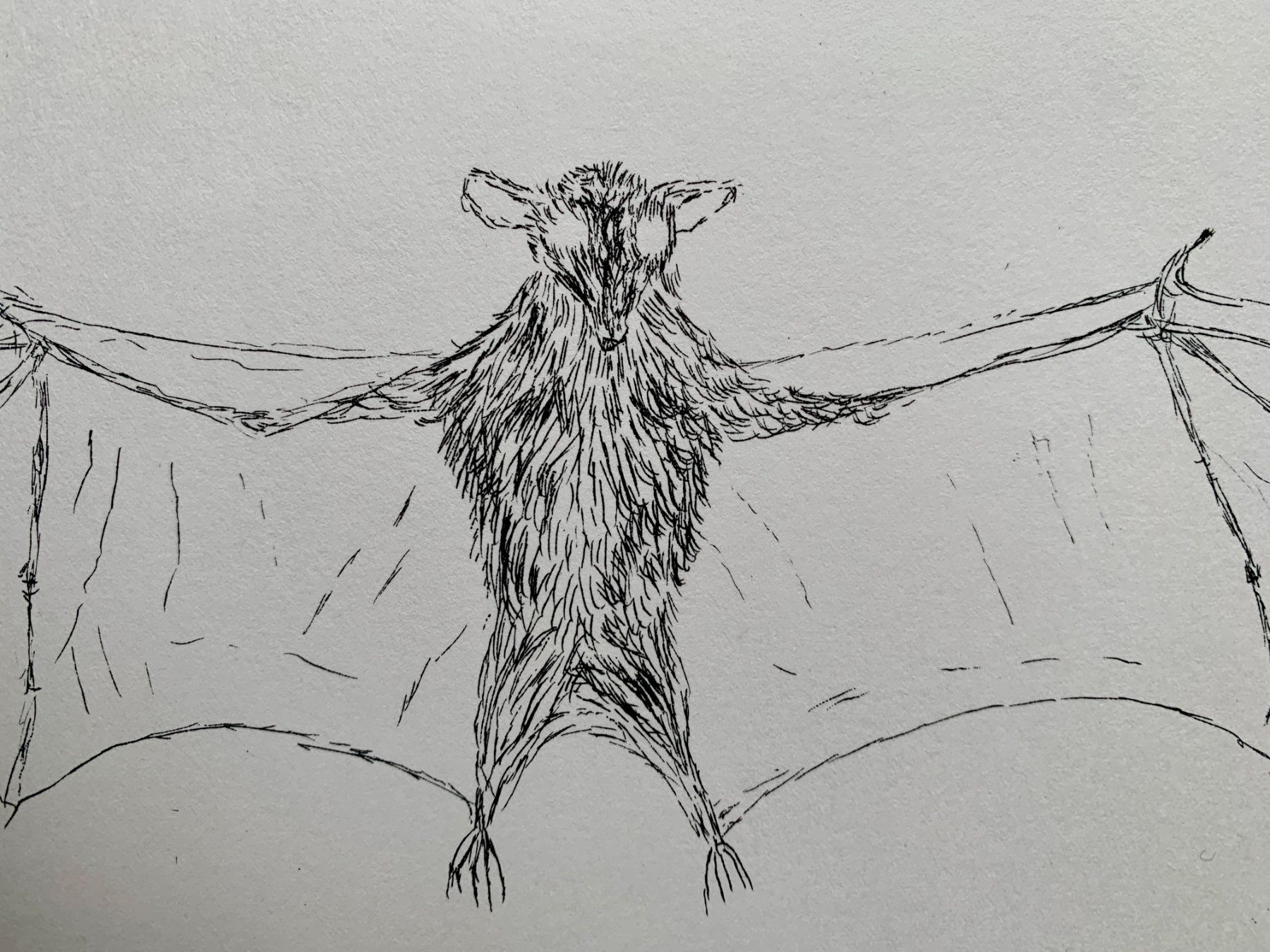 Grafiken & Lithographien: Kiki Smith - Lithographie Bat – Gebraucht aus Regensdorf von JoergR 5