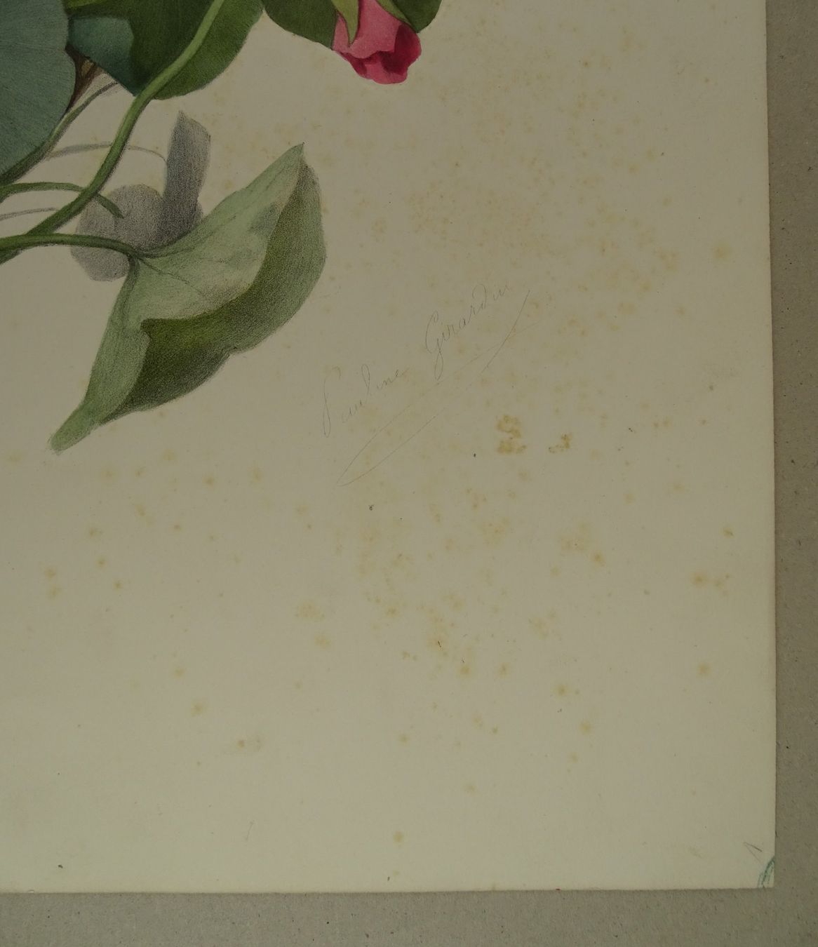 Stiche: FLEUR, BLUME, LITHOGRAPHIE UM 1850 – Gebraucht aus Grüningen von Kartensammler 5