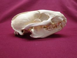 Dachs - Schädel, Zähne, Kiefer, Dekoration, Jagd, Kopf