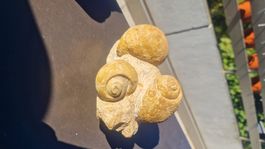 Fossile Schnecke Porrentruy Schweiz