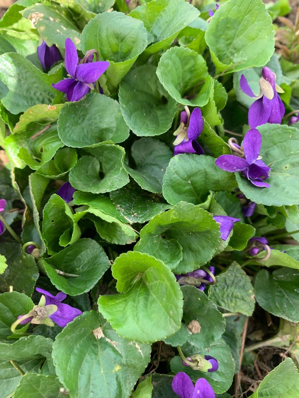 Piante & sementi: Veilchen 9x9 cm winterharte Gartenpflanze Bodendecker – Nuovo (secondo la descrizione) da Auenstein venduto da mar_8mxd 3