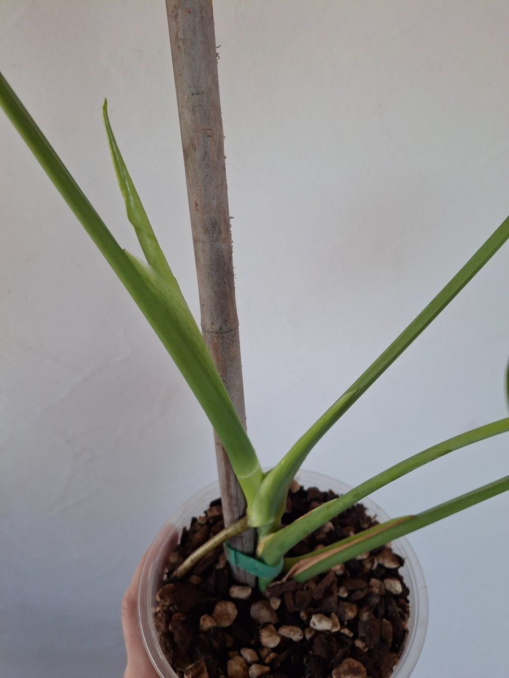 Piante & sementi: Monstera deliciosa/Fensterblatt – Nuovo (secondo la descrizione) da Wila venduto da mal_e_na 1
