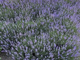 Wunderschöner Lavendel (3-jährig, top gepflegt & winterhart)